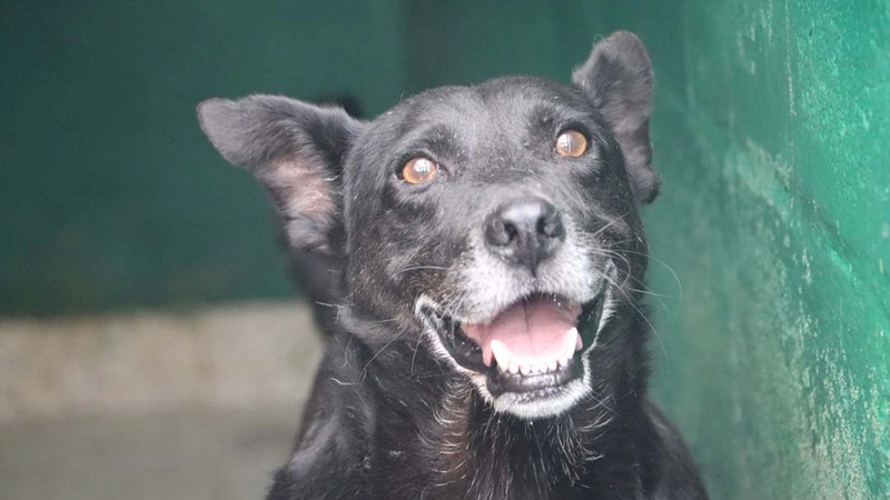 Muchos de los animales en La Perla han pasado gran parte de su vida en el centro, algunos llegando cuando eran cachorros y nunca habiendo vivido en un hogar. Foto: Secretaría de Medio Ambiente