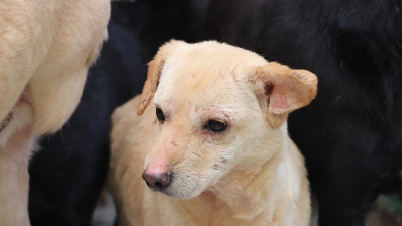 Fotografía de canino por la jornada de adoptatón de animales de compañía que se realizará en Medellín. Foto: cortesía.