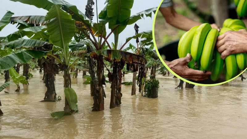 La preocupación del gremio aumenta porque el 90 % del territorio de Urabá registra afectaciones por las lluvias. Foto: cortesía.