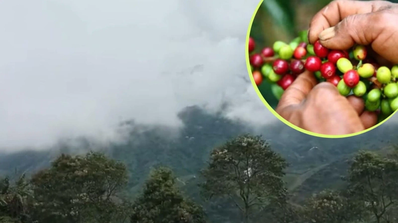 Cafetales afectados por las lluvias, heladas y granizo en Antioquia. Foto: cortesía.