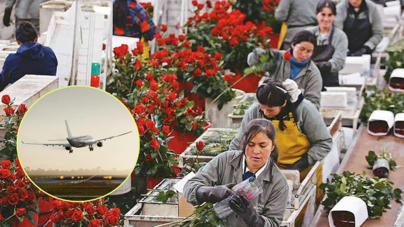 Colombia exporta más de 600 millones de flores para San Valentín 2026. Foto: Cortesía.