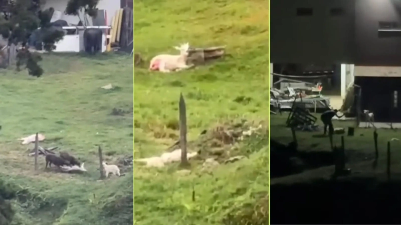 Las cabras eran maltratadas en zona rural del corregimiento Altavista de Medellín. Foto: cortesía.