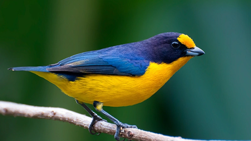 La expedición Ruta Humboldt 2026 tuvo como objetivo central fortalecer el conocimiento científico sobre la biodiversidad en áreas poco exploradas del país. Foto: Wikipedia
