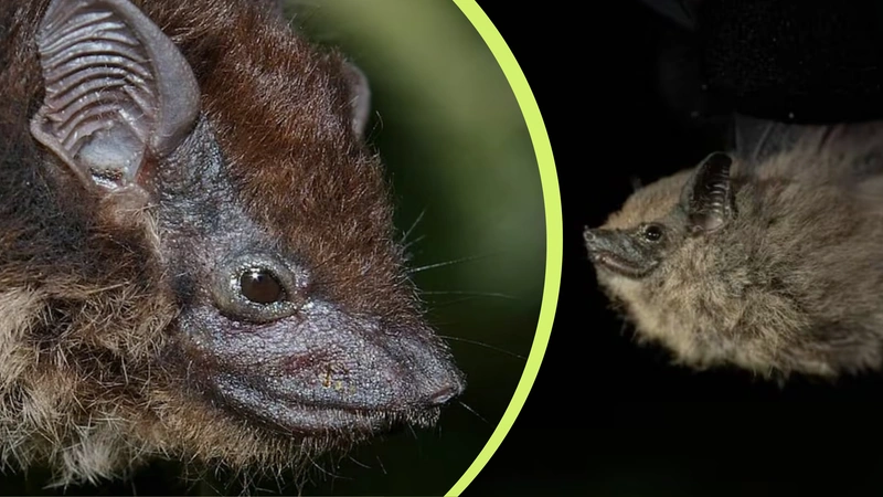 A diferencia de sus parientes más cercanos, este ejemplar carece de las líneas blancas en su dorso, luciendo un pelaje oscuro y denso que lo hace único en su género. Fotos: Foto: La Ruta de las Alas