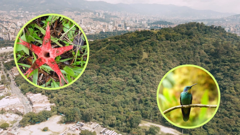 Semana Santa en Antioquia: advierten riesgos por palma de cera y fauna silvestre.