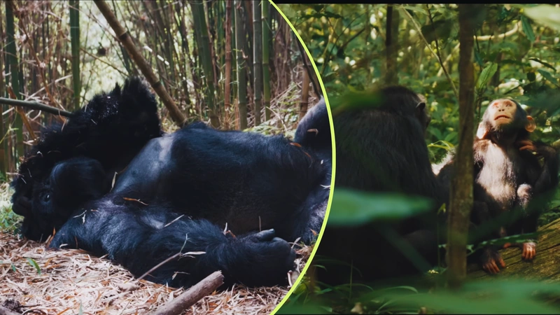 Así conviven los chimpancés en Uganda. Captura de pantalla del canal de YouTube Lethal Crysis.