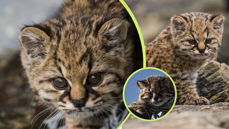 A simple vista, podría confundirse con un gato doméstico, pero en realidad se trata de un depredador salvaje adaptado a la vida en densos ecosistemas forestales. Fotos: redes sociales