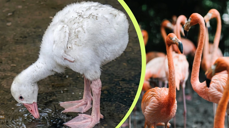 Este proceso de alimentación temprana es fundamental para su crecimiento, ya que durante esta etapa no tienen la capacidad de buscar alimento por sí mismos ni de sobrevivir de forma independiente. Fotos: captura de pantalla video Jhonathan Long