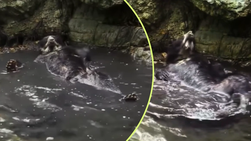 Este tipo de registros, según expertos, permite acercar a la ciudadanía a la realidad de la fauna silvestre y a los desafíos que enfrenta. Fotos: captura de pantalla video @spectacledbearconservation