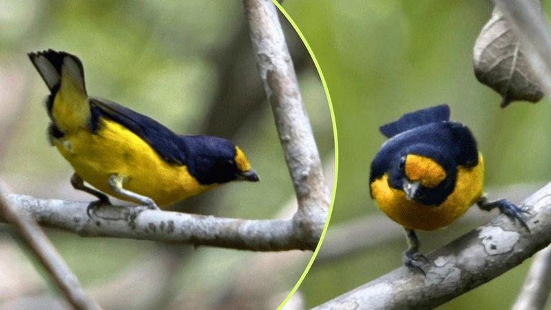 Esta especie suele habitar bosques abiertos, zonas arbustivas e incluso parques urbanos en otras regiones donde ha sido registrada. Fotos: WWF Colombia