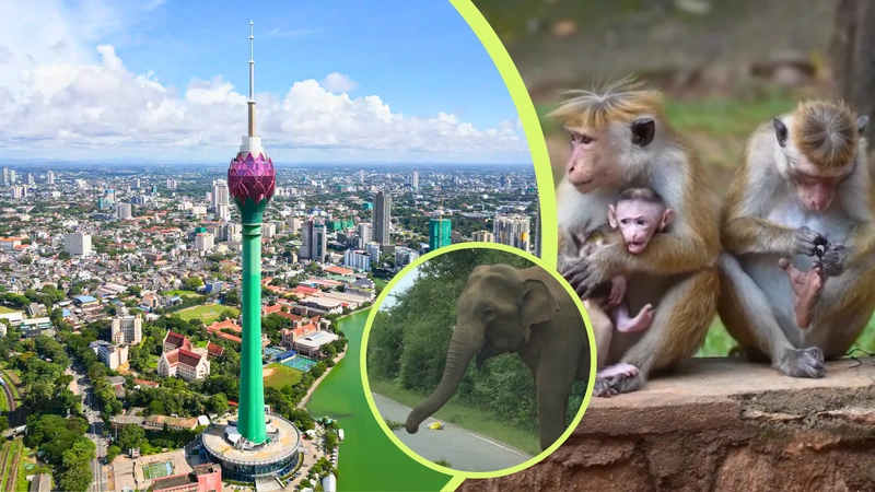 Así es Sri Lanka, el país más económico de Asia. Capturas de pantalla del canal de YouTube de Luisito Comunica y The Portuguese Traveler.