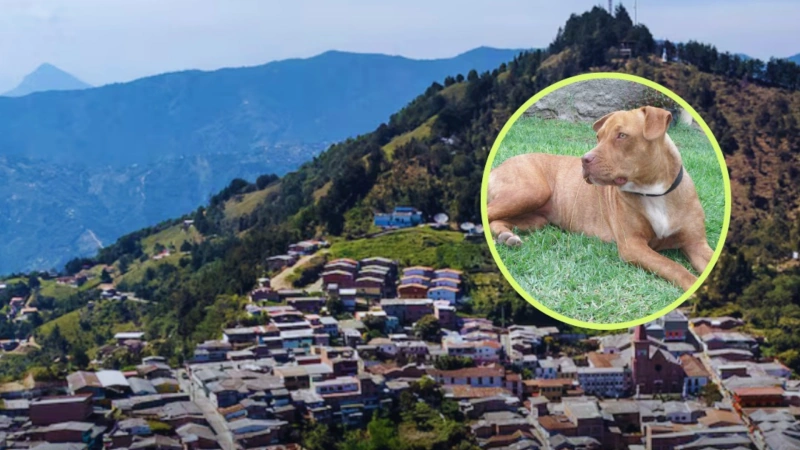 Investigan ataque de perro pitbull que dejó a una adulta mayor con graves heridas en Montebello. Foto: Teleantioquia