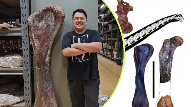 Aunque el Diplodocus es uno de los dinosaurios de cuello largo más conocidos, el Nagatitan habría sido aún más largo. Su hallazgo confirma que Asia también fue hogar de algunos de los animales terrestres más grandes de la historia. Fotos: Lillian Suwanrumpha / AFP y Scientific Reports