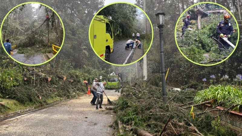 En la zona hay árboles caídos, postes averiados y cableado eléctrico y de telecomunicaciones sobre la vía. Fotos: cortesía Alcaldía de Envigado