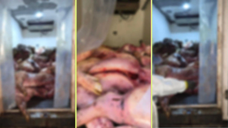 Los procedimientos dejaron capturas, cierres de establecimientos y decomisos de productos cárnicos en mal estado. Fotos: cortesía.