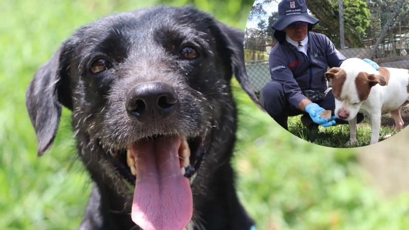 Cachorros, animales mayores, con sobrepeso y razas de hocico corto son las más vulnerables a sufrir golpes de calor. Fotos: cortesía Alcaldía de Medellín