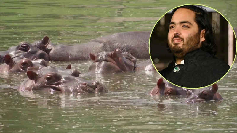 La iniciativa es liderada por Anant Ambani, hijo del hombre más rico de Asia, promotor del centro Vantara de conservación animal. Foto: cortesía