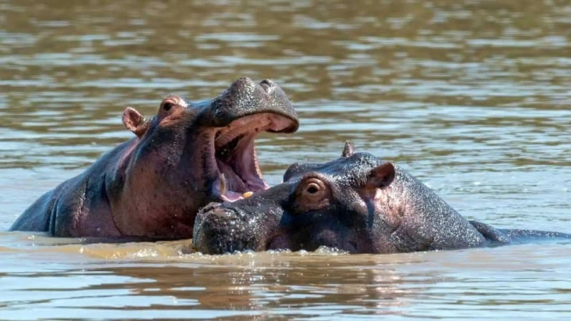 Hace apenas tres meses, el Ministerio de Ambiente informó que la eutanasia haría parte del manejo de esta especie invasora. Foto: cortesía