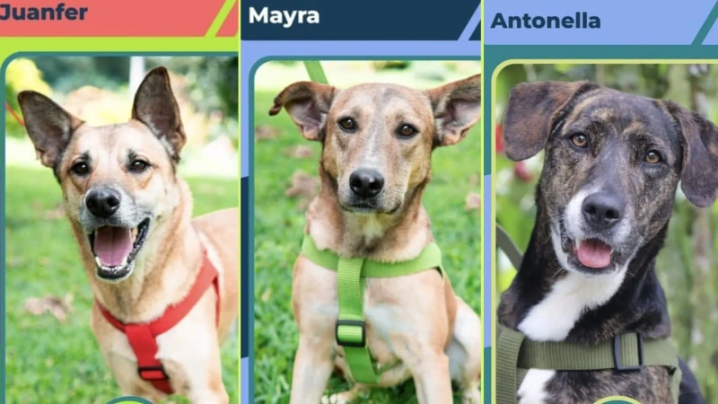 Para esta jornada, La Perla llevará 80 perros y gatos listos para encontrar una segunda oportunidad. Fotos: cortesía Alcaldía de Medellín