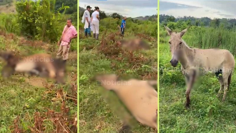 A Los animales los hallaron en la vereda Santa Isabel de Amará. Según la Defensoría fueron víctimas de un ataque con drones. Fotos y video: Corpades