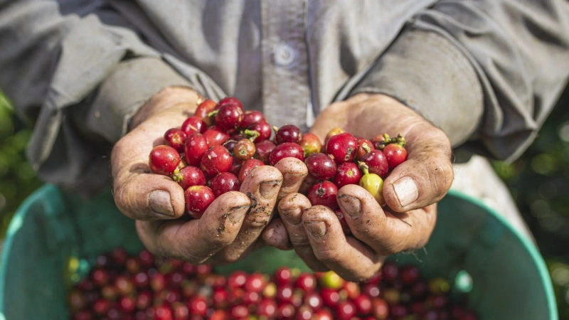 El Gobierno dejará al próximo mandato la definición del futuro del instrumento clave del café. Foto: cortesía