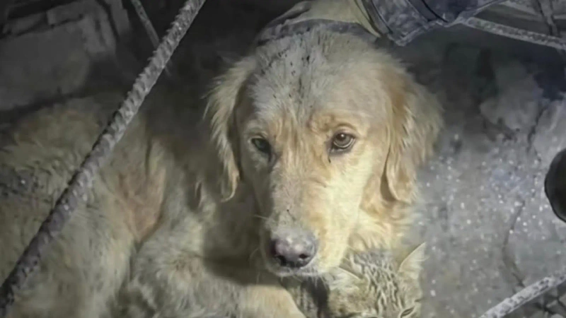 La emergencia en Venezuela también golpeó a cientos de perros y gatos que quedaron atrapados entre los escombros o que se separaron de sus familias durante la tragedia. Foto cortesía Peluditos de Venezuela
