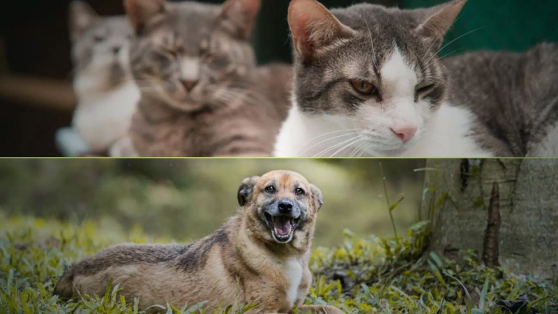 En lo corrido de 2026, el Centro de Bienestar Animal La Perla ha rescatado 2.138 perros y gatos en Medellín. Fotos: cortesía La Perla