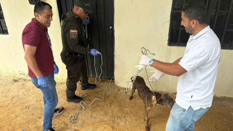 Al ingresar al inmueble, los funcionarios encontraron a los caninos en un estado crítico. Foto: cortesía Policía Metropolitana