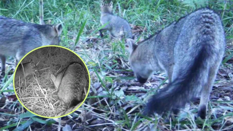 El registro se dio gracias a las cámaras trampa, que ya han captado más de 135 tipos de aves y 49 mamíferos. Fotos: cortesía Alcaldía de Itagüí