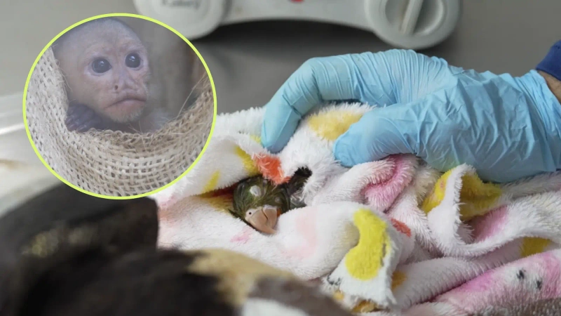 La eutanasia humanitaria se aplica exclusivamente en los animales en los que sus condiciones de salud le impiden valerse por sí mismos. Foto: Cortesía