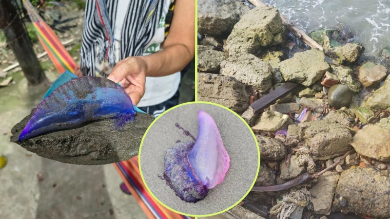El contacto con una fragata portuguesa puede generar dolor intenso e inmediato, similar a una quemadura. Foto: cortesía Corpourabá