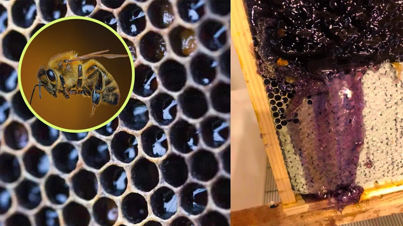Conozca la rareza de esta miel morada. Fotos: BBC.