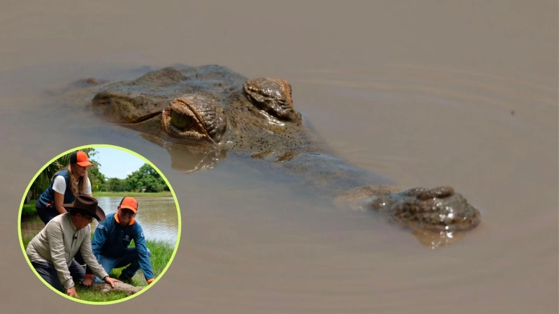 Entre 2010 y 2024 se liberaron 217 caimanes llaneros, pero el programa suspendió las reintroducciones. Foto: cortesía.