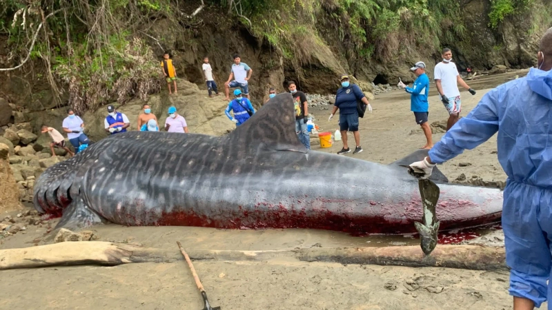 El tiburón ballena es el pez más grande del planeta y enfrenta riesgo de extinción. Foto: cortesía.