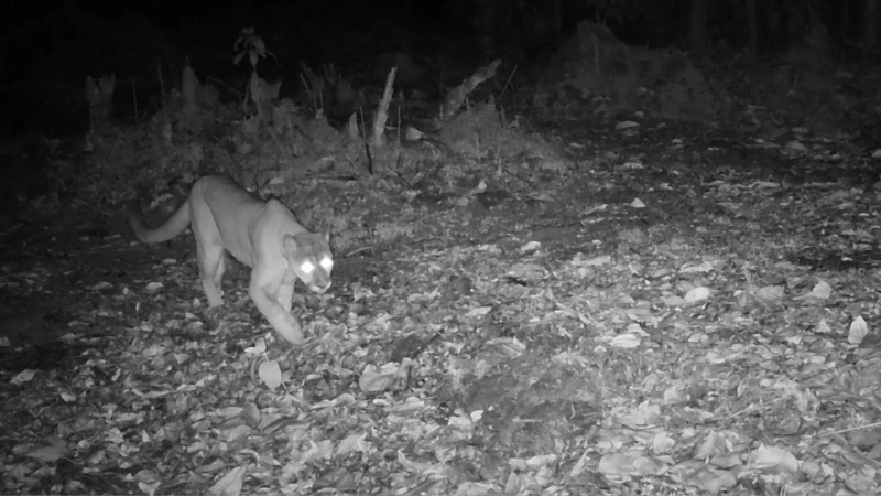 Los equipos captan imágenes de animales que rara vez aparecen ante los investigadores. Foto: cortesía Cornare