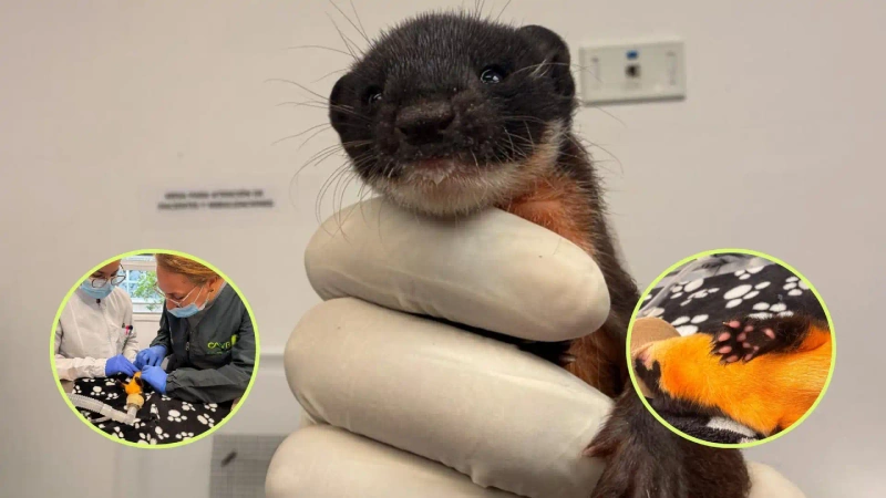 El individuo ingresó al CAVR de fauna silvestre con pocos días de nacido, en buen estado de salud. Fotos: cortesía Área Metropolitana del Valle de Aburrá