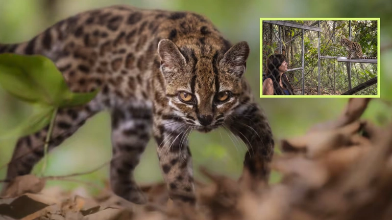 Conoce esta nueva especie de gato silvestre. Fotos: Fernando Faciole / National Geographic / Noticias Telemundo.