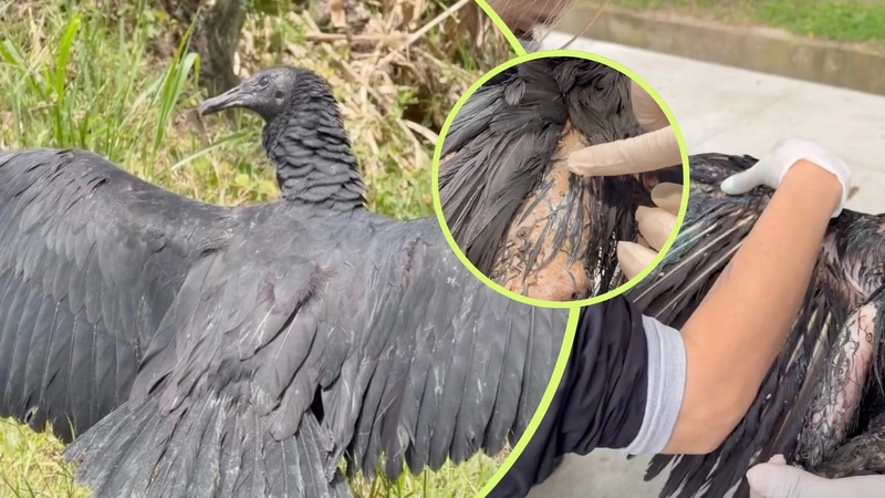 El gallinazo que llegó con graves quemaduras logró recuperarse y volvió a la naturaleza tras más de dos meses de atención veterinaria.