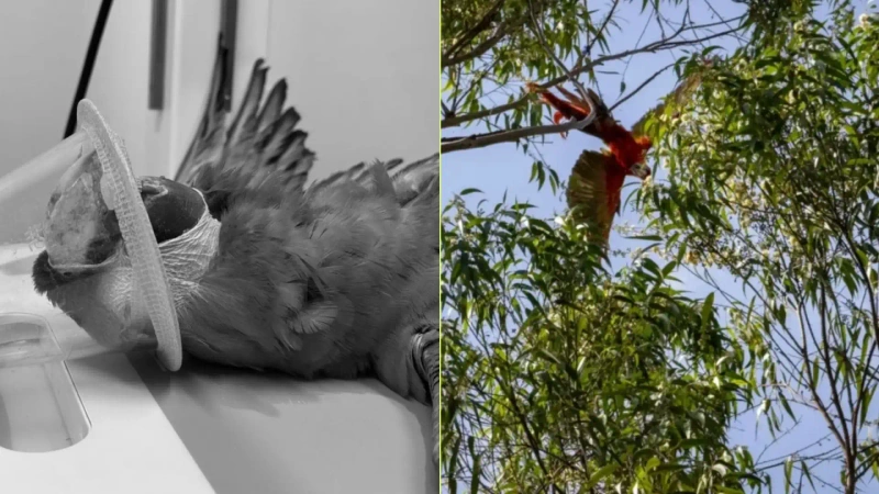 La guacamaya bandera juvenil quedó suspendida de la rama con una cuerda enredada en su pata izquierda, lo que le causó graves lesiones. Fotos: cortesía Área Metropolitana del Valle de Aburrá