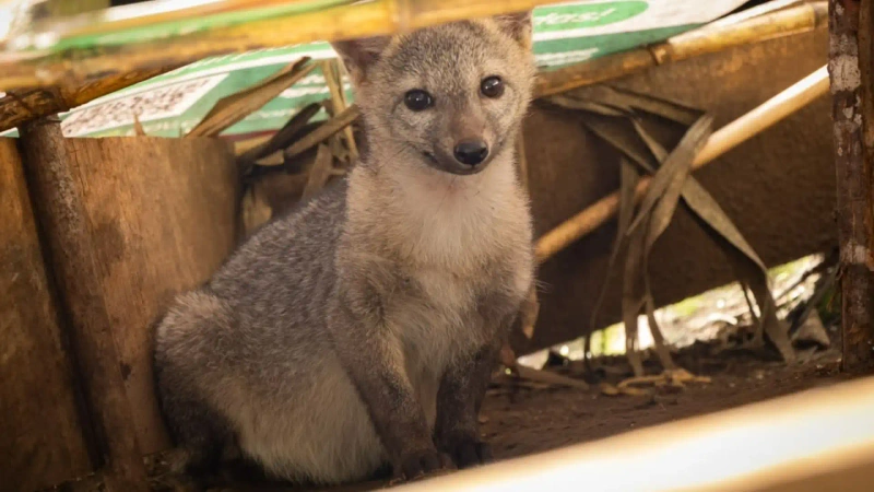 El atropellamiento, los ataques de animales domésticos, el cautiverio y el envenenamiento son algunas de las amenazas que enfrenta esta especie. Fotos: cortesía Cornare