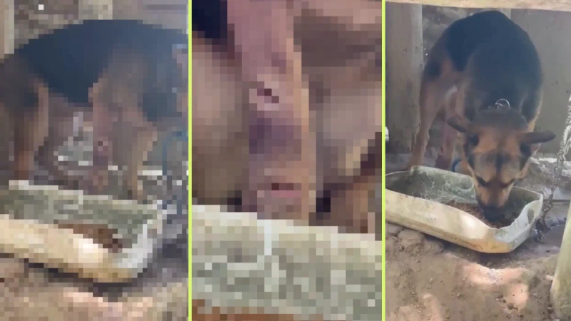 Según las denuncias públicas de la comunidad y de un refugio animal, un hombre habría atacado a la perrita con un machete. Fotos: capturas de video