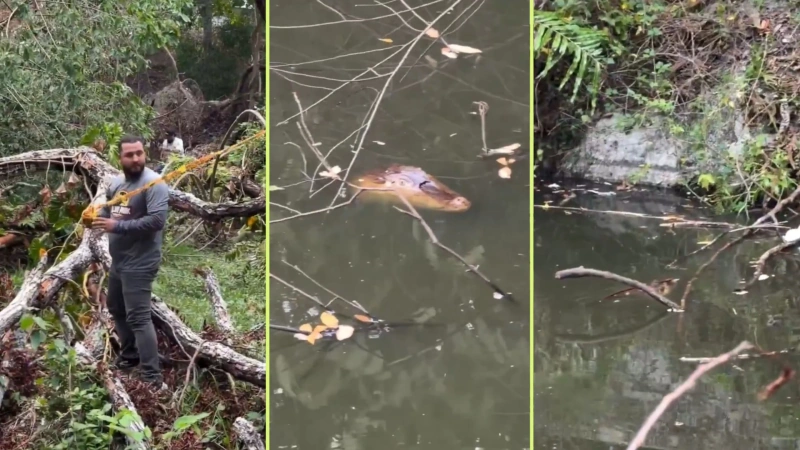 La Alcaldía de Sopetrán informó que adelanta gestiones con Corantioquia y las autoridades ambientales competentes para evaluar el caso y definir las medidas necesarias. Fotos: cortesía Alcaldía de Sopetrán