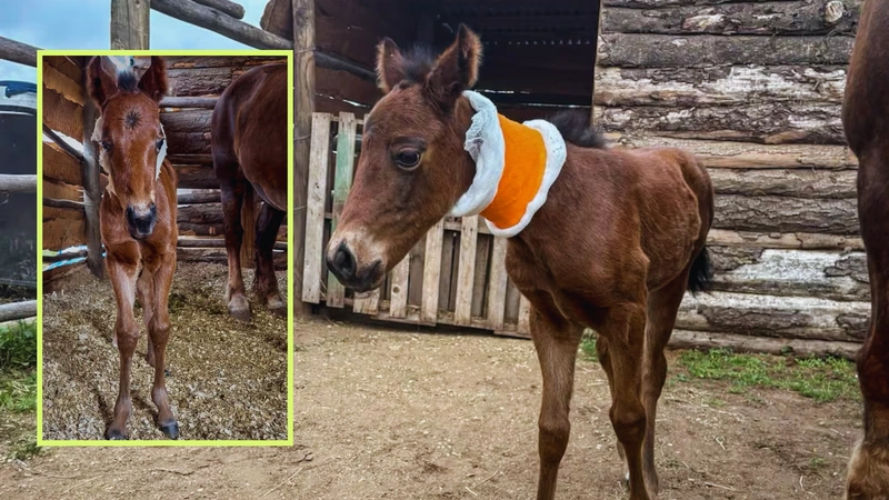 Conozca la historia de este caballo clonado. Fotos: El País.