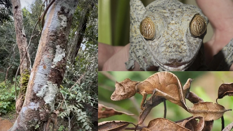 Conozca esta especie de geco. Fotos: IG/@nitoguidecr, Infobae y Smithsonian's National Zoo & Conservation Biology Institute.