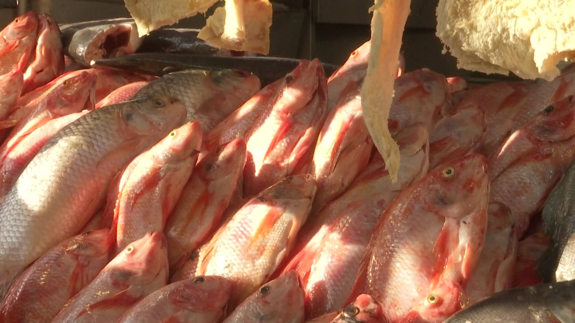 Consumo de pescado aumenta 60 % en Semana Santa