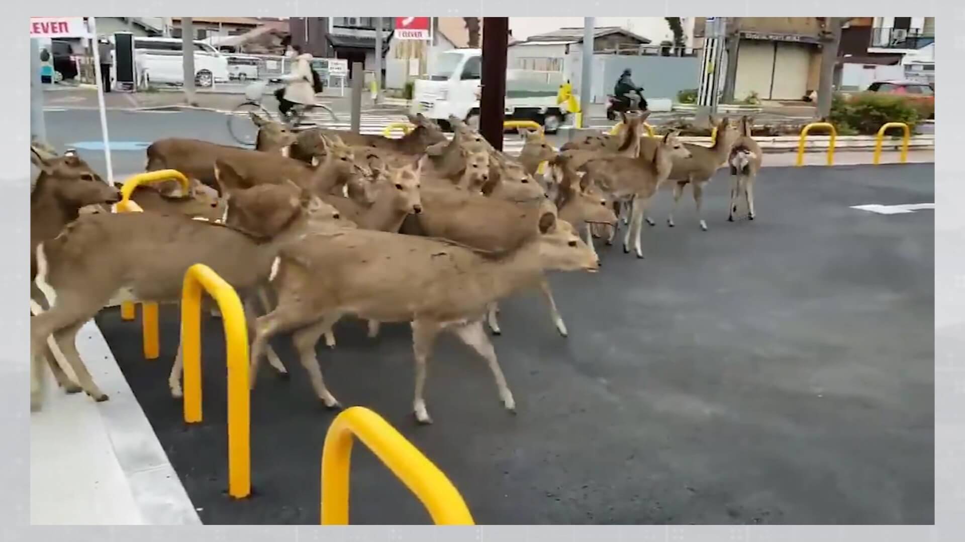 Día mundial de la Vida Silvestre