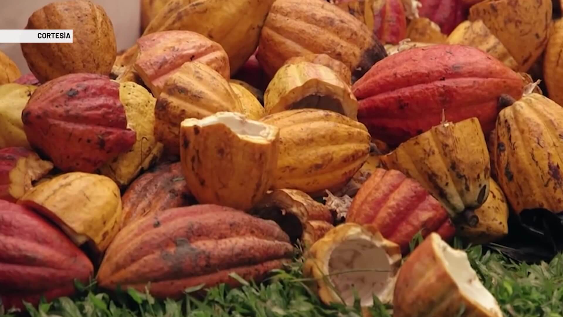 En 54 % aumenta producción de cacao en Colombia