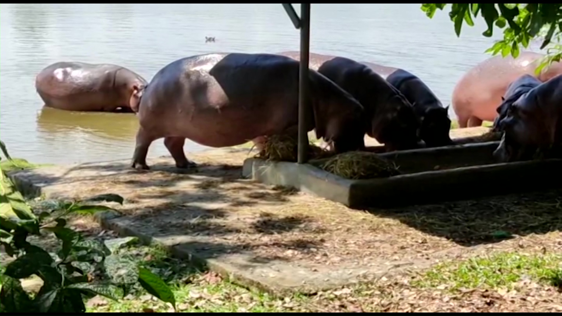 «Joaco» y «Lorenzo», de nuevo en la Hacienda Nápoles