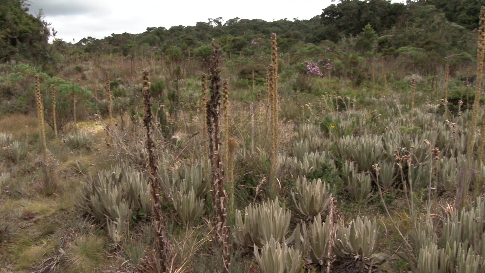 Piden cuidar la fauna y la flora en la Semana Mayor