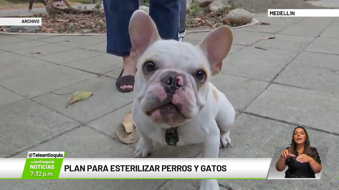 Plan para esterilizar perros y gatos